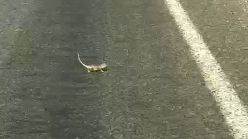Sürücü bukalemuna yol verdi, karşıya geçiş mücadelesi tebessüm ettirdi